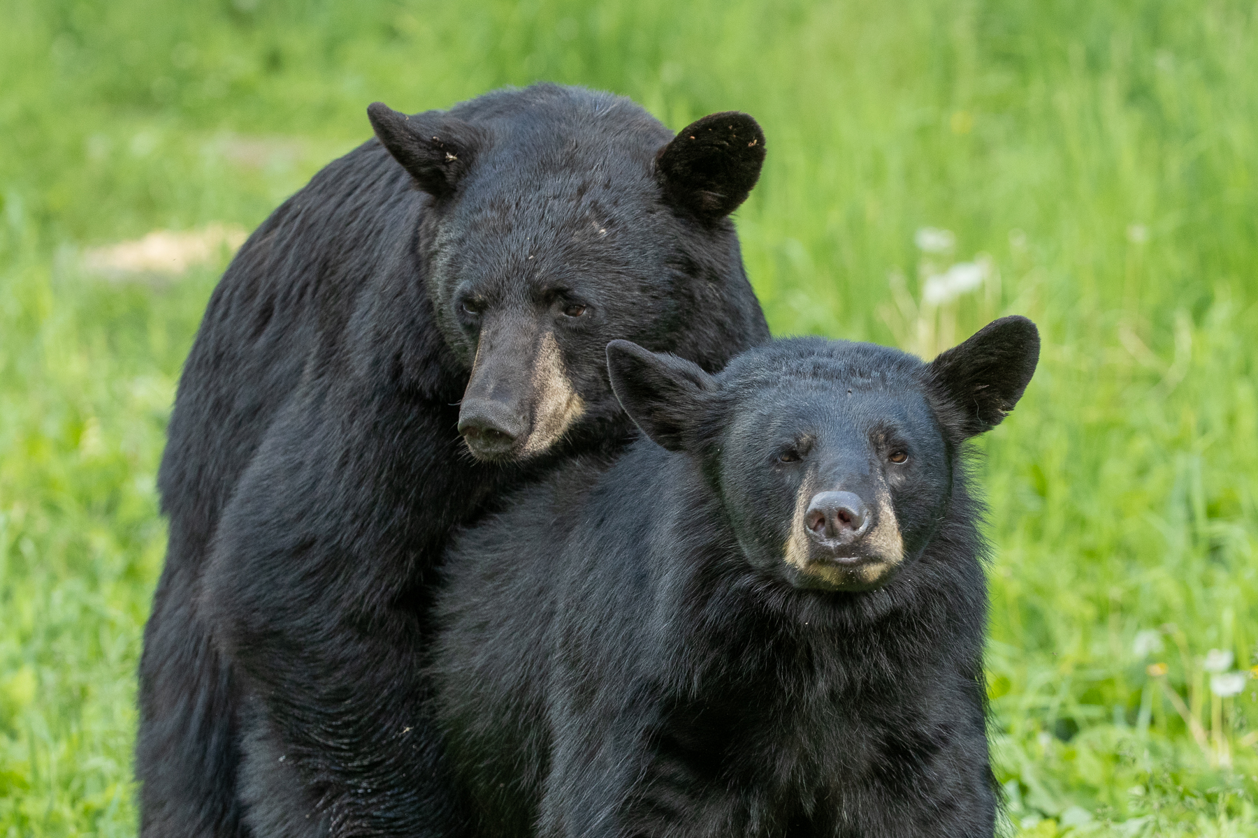 III. Factors Influencing Black Bear Mating Habits