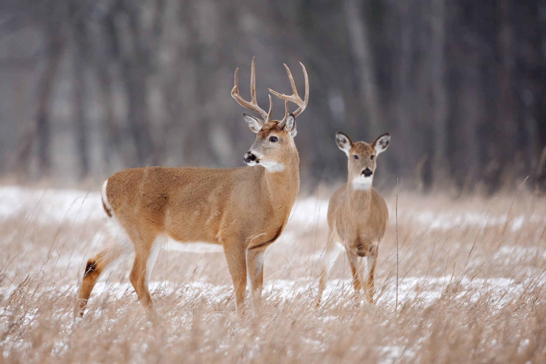 Amazing antlers- Nature Smart | Annandale Advocate